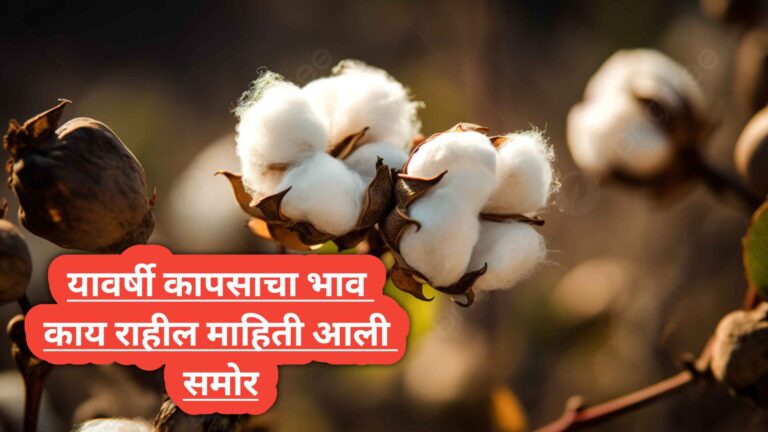 Cotton Price 2024